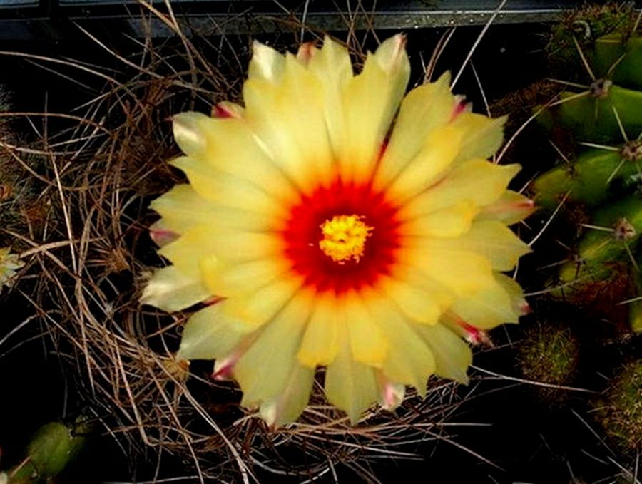 快来看：肉类植物：仙人球的花！喜欢的可下載！