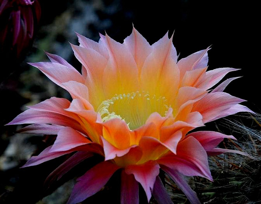 快来看：肉类植物：仙人球的花！喜欢的可下載！