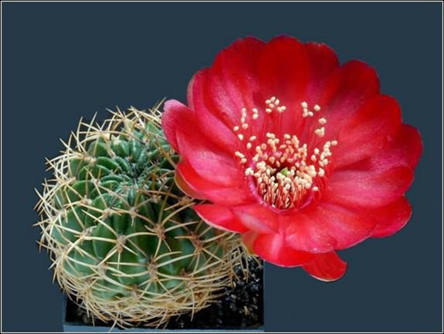 快来看：肉类植物：仙人球的花！喜欢的可下載！