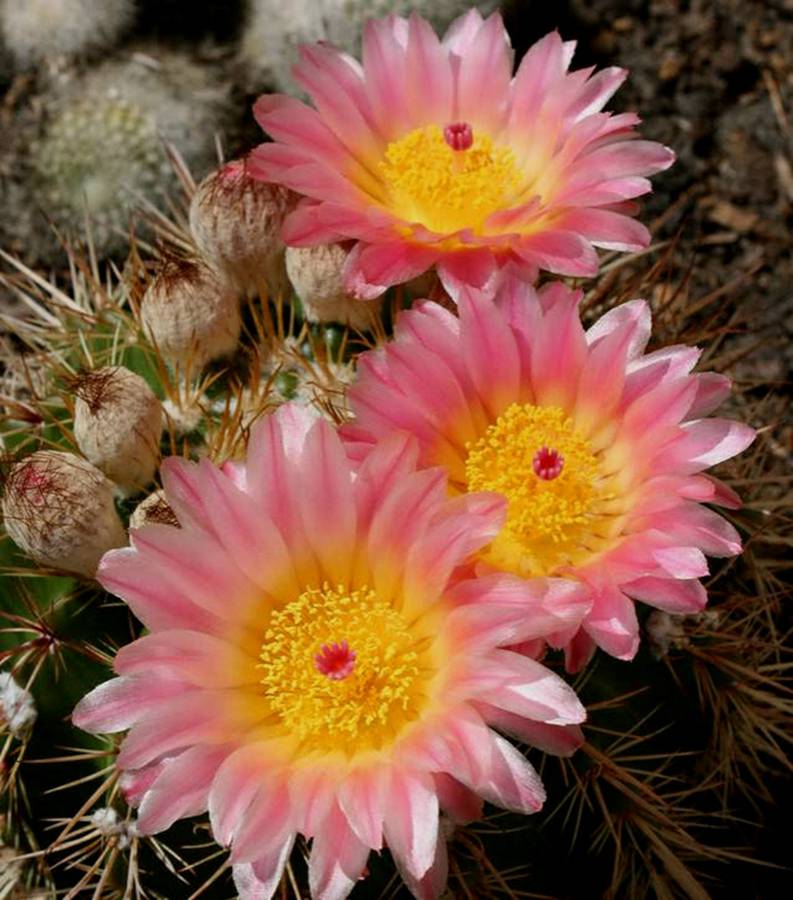 快来看：肉类植物：仙人球的花！喜欢的可下載！