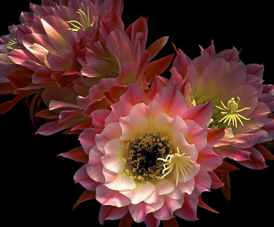 快来看：肉类植物：仙人球的花！喜欢的可下載！