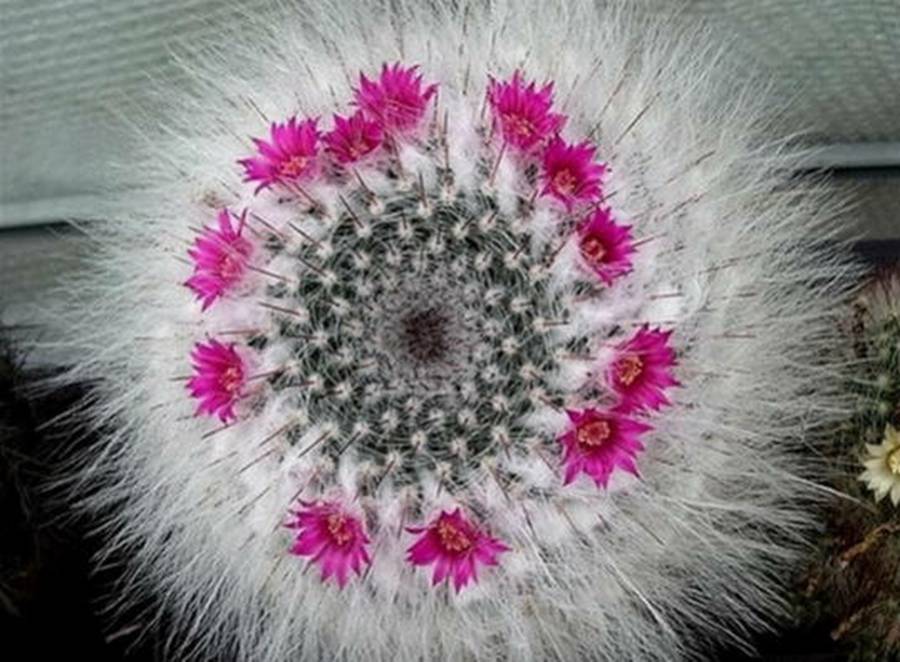 快来看：肉类植物：仙人球的花！喜欢的可下載！