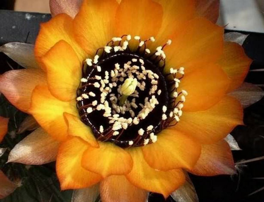 快来看：肉类植物：仙人球的花！喜欢的可下載！