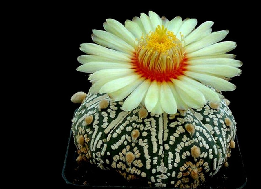 快来看：肉类植物：仙人球的花！喜欢的可下載！