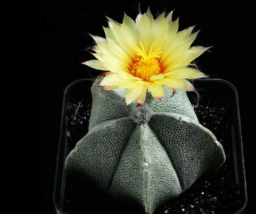 快来看：肉类植物：仙人球的花！喜欢的可下載！