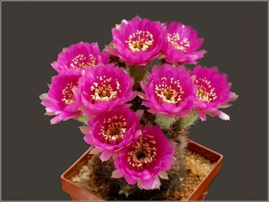 快来看：肉类植物：仙人球的花！喜欢的可下載！