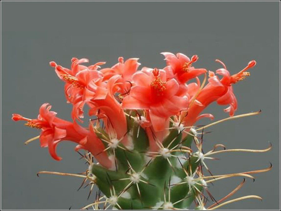 快来看：肉类植物：仙人球的花！喜欢的可下載！