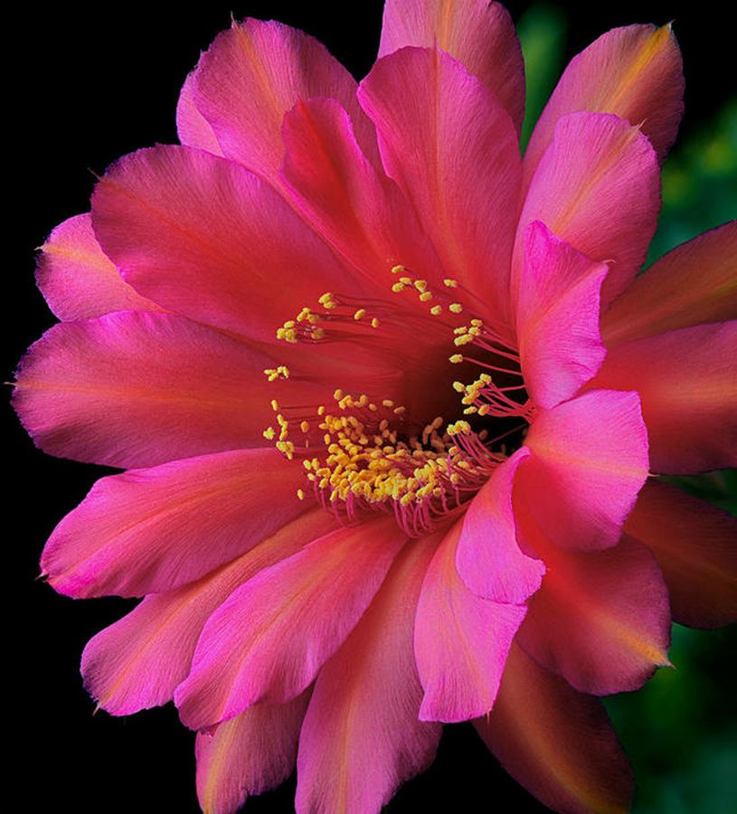 快来看：肉类植物：仙人球的花！喜欢的可下載！