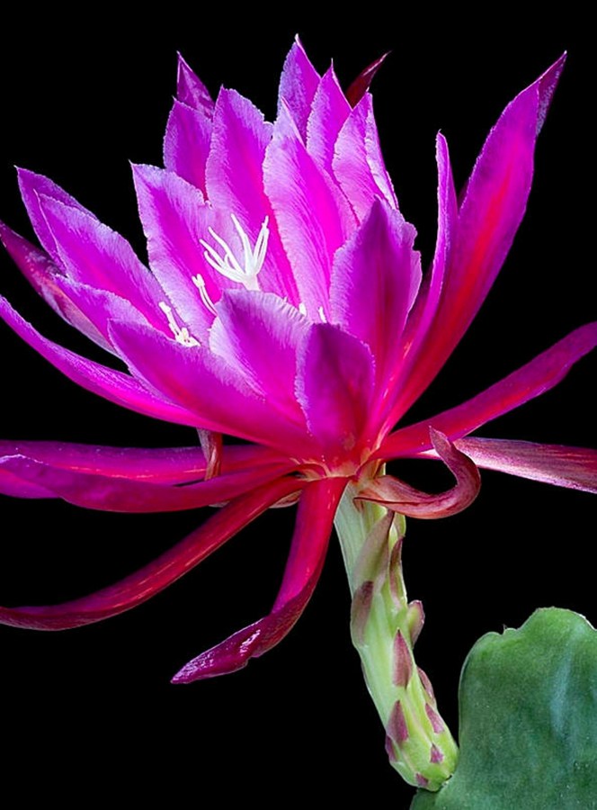 快来看：肉类植物：仙人球的花！喜欢的可下載！