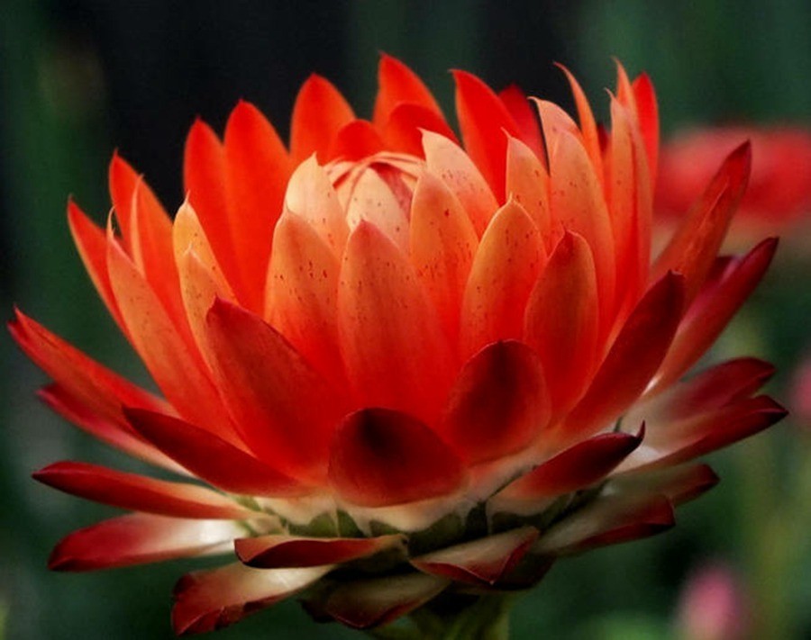 快来看：肉类植物：仙人球的花！喜欢的可下載！