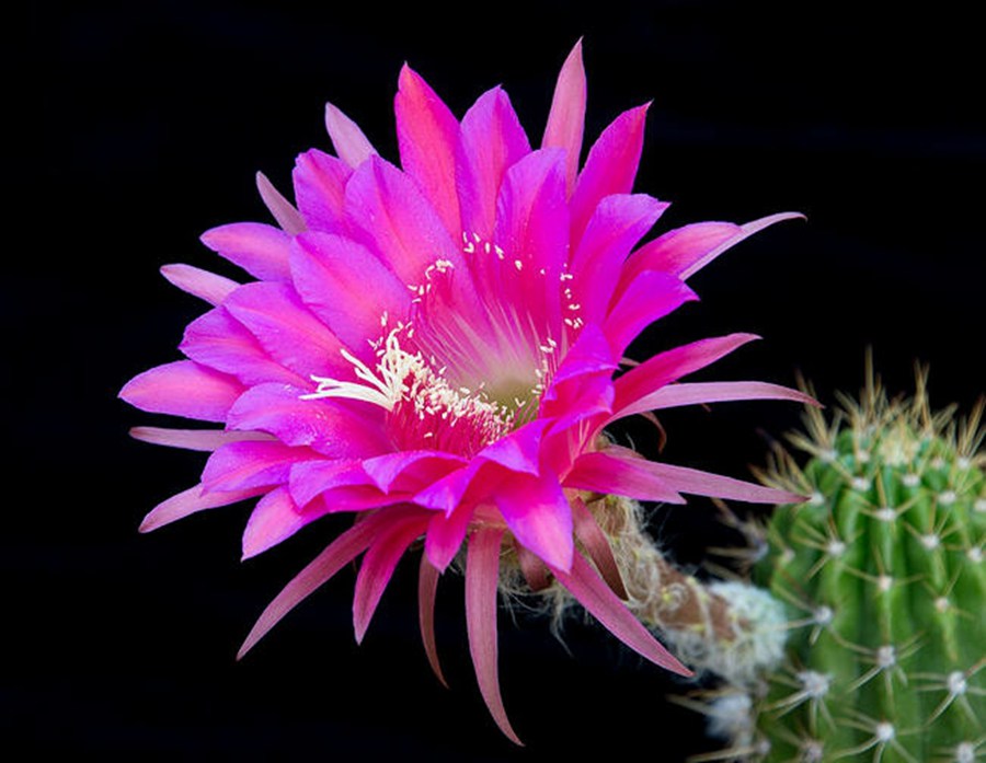 快来看：肉类植物：仙人球的花！喜欢的可下載！