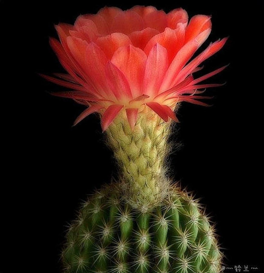 快来看：肉类植物：仙人球的花！喜欢的可下載！