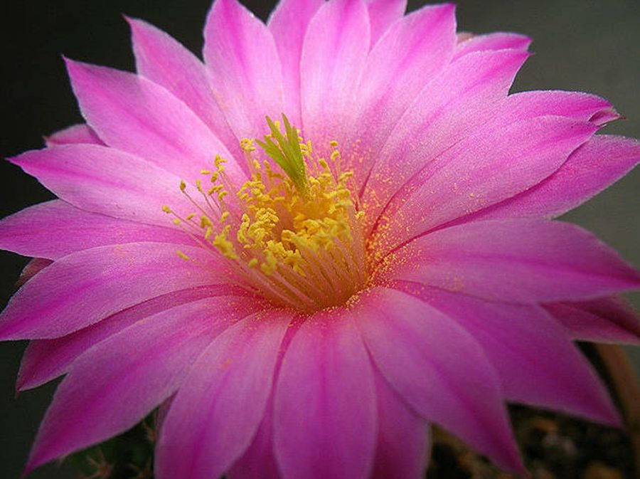 快来看：肉类植物：仙人球的花！喜欢的可下載！