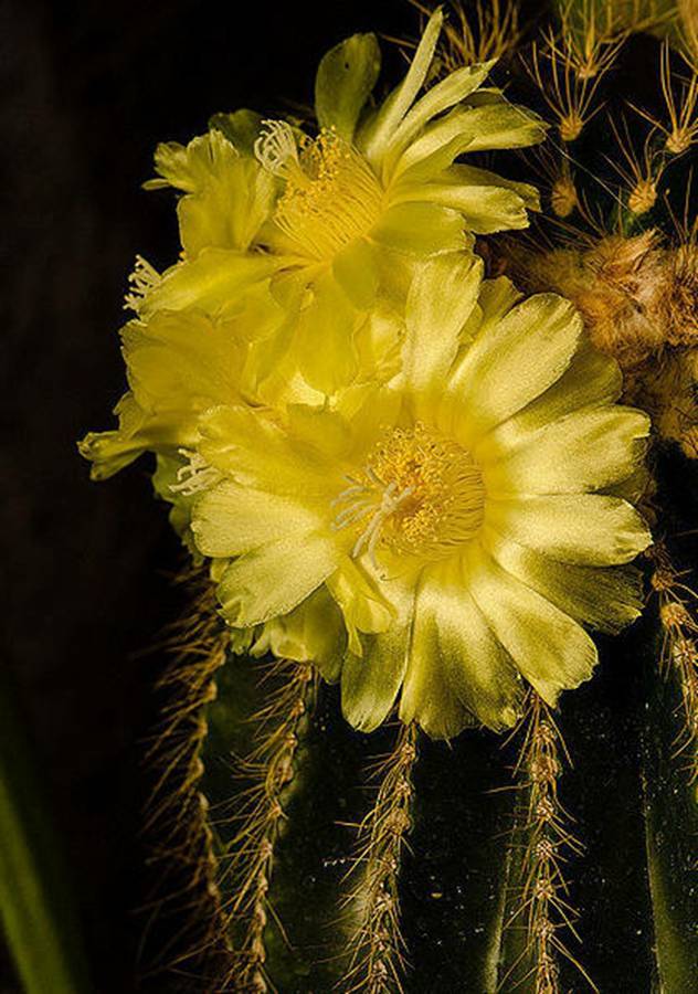 快来看：肉类植物：仙人球的花！喜欢的可下載！