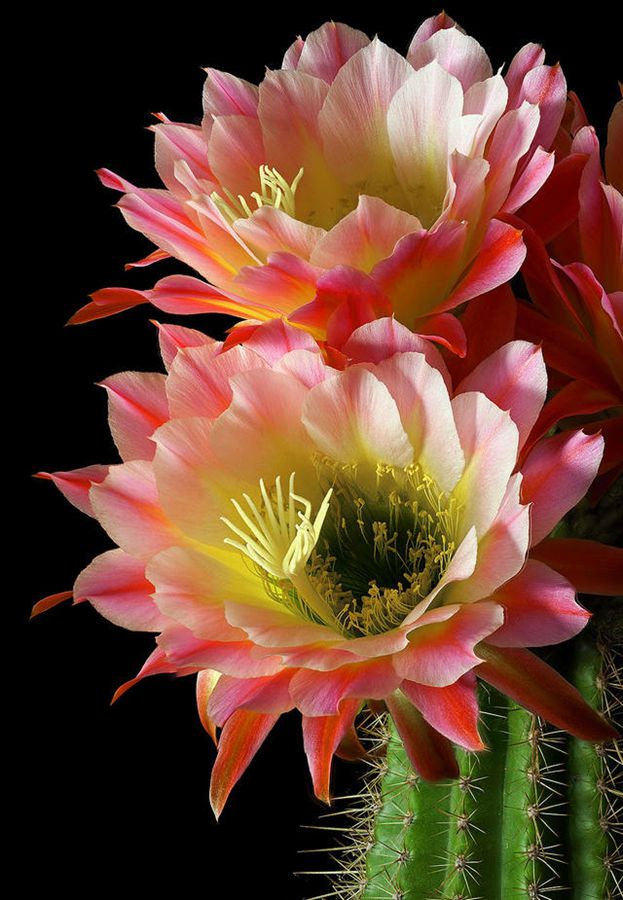 快来看肉类植物仙人球的花喜欢的可下载