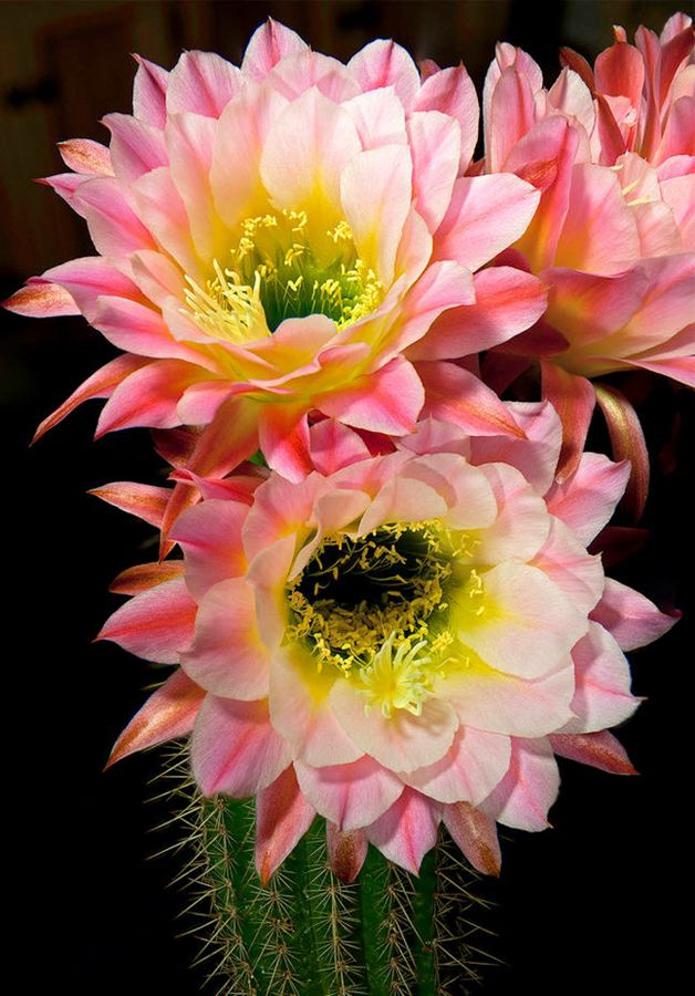 快来看：肉类植物：仙人球的花！喜欢的可下載！