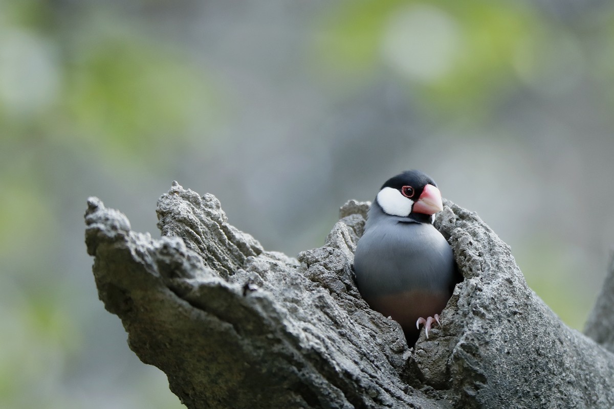#版主坐堂#小五星空(中国)2017年十二月精品荟萃