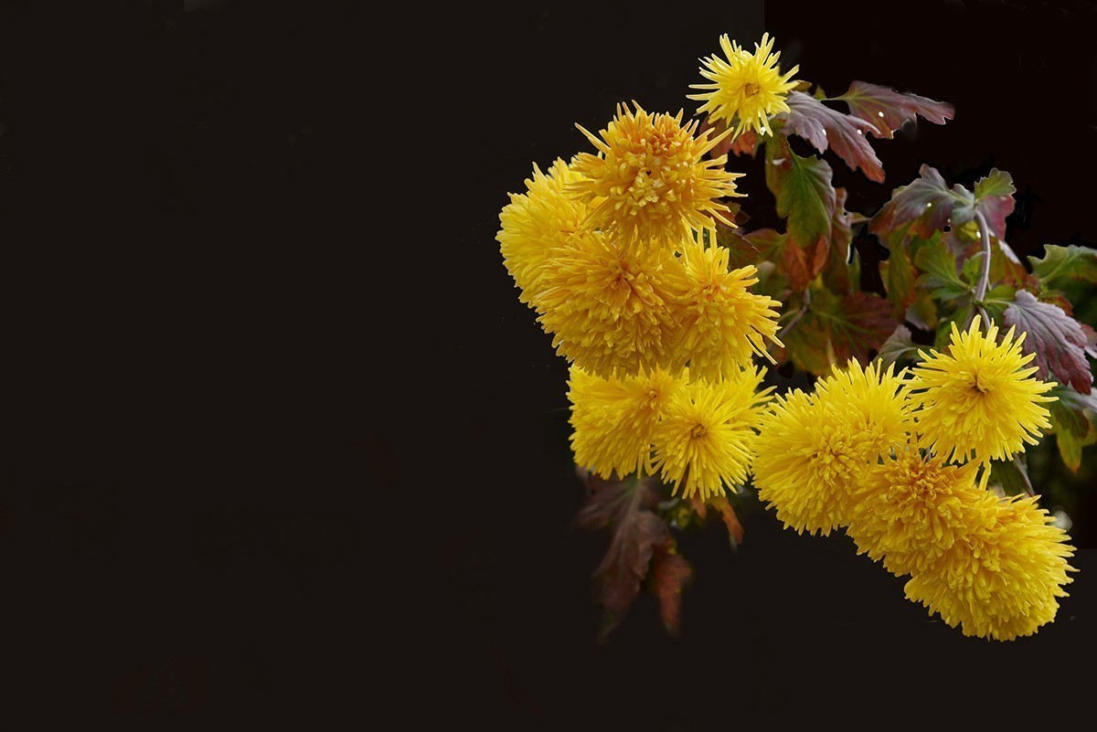 #版主坐堂#小五星空(中国)2017年十二月精品荟萃