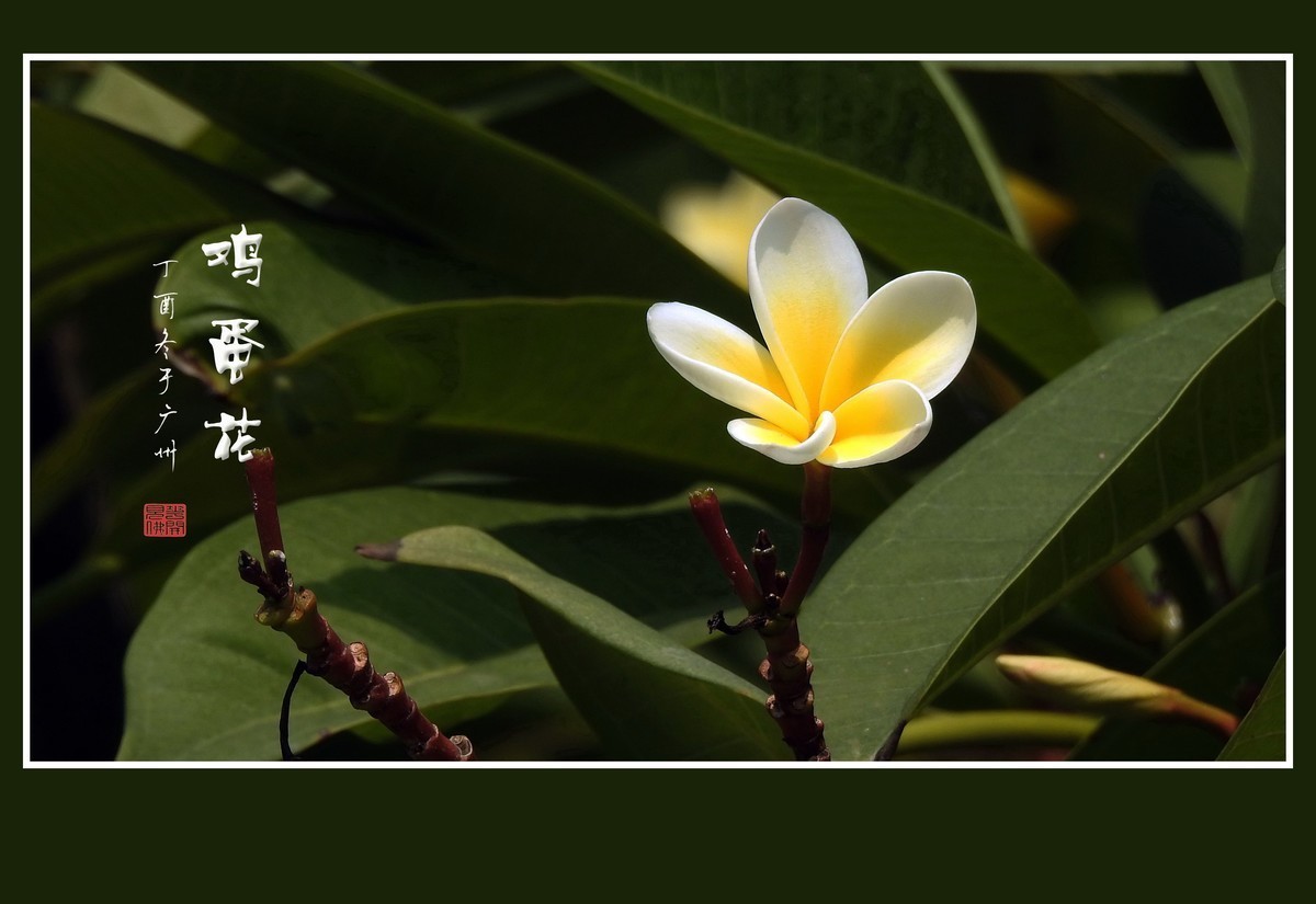 #版主坐堂#小五星空(中国)2017年十二月精品荟萃