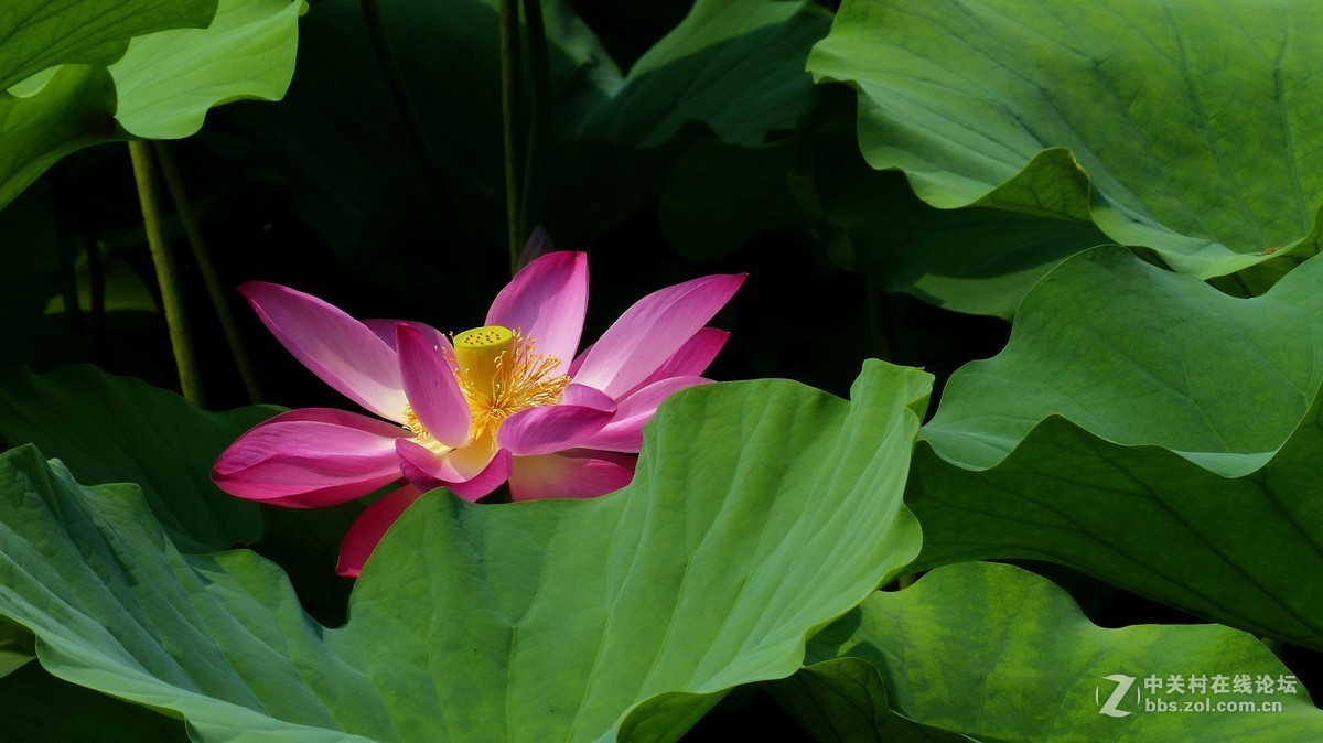 #版主坐堂#小五星空(中国)2017年十二月精品荟萃