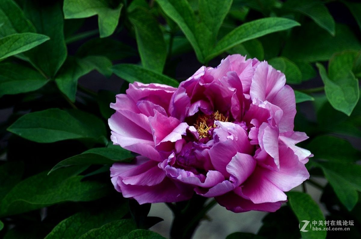 #版主坐堂#小五星空(中国)2017年十二月精品荟萃