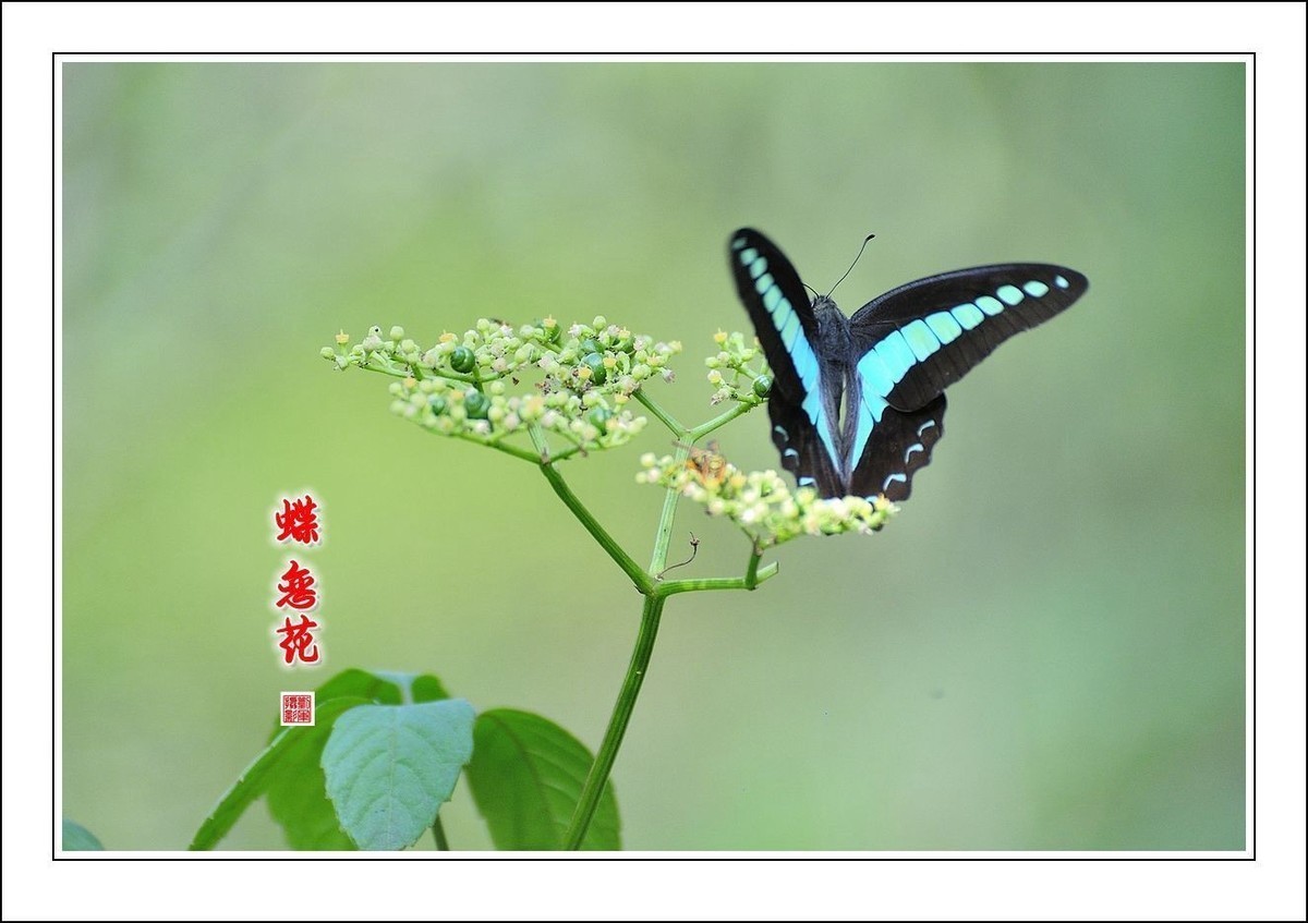 #版主坐堂#小五星空(中国)2017年十二月精品荟萃