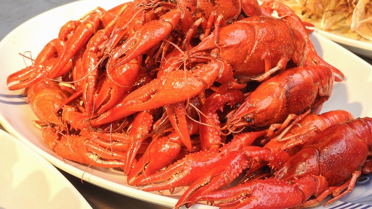 尼康P900S——不饱口福，也饱眼福