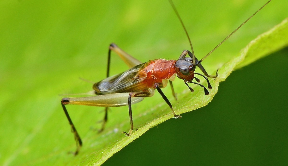 #版主坐堂# 2017年12月份微距星空(中国)优秀作品汇编