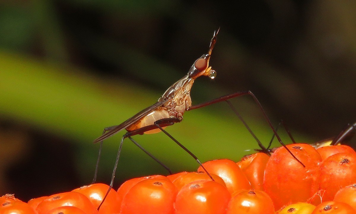 #版主坐堂# 2017年12月份微距星空(中国)优秀作品汇编