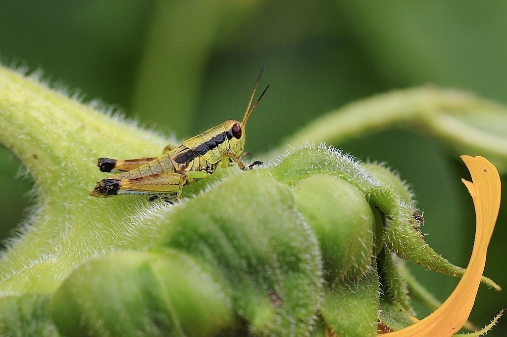 #版主坐堂# 2017年12月份微距星空(中国)优秀作品汇编