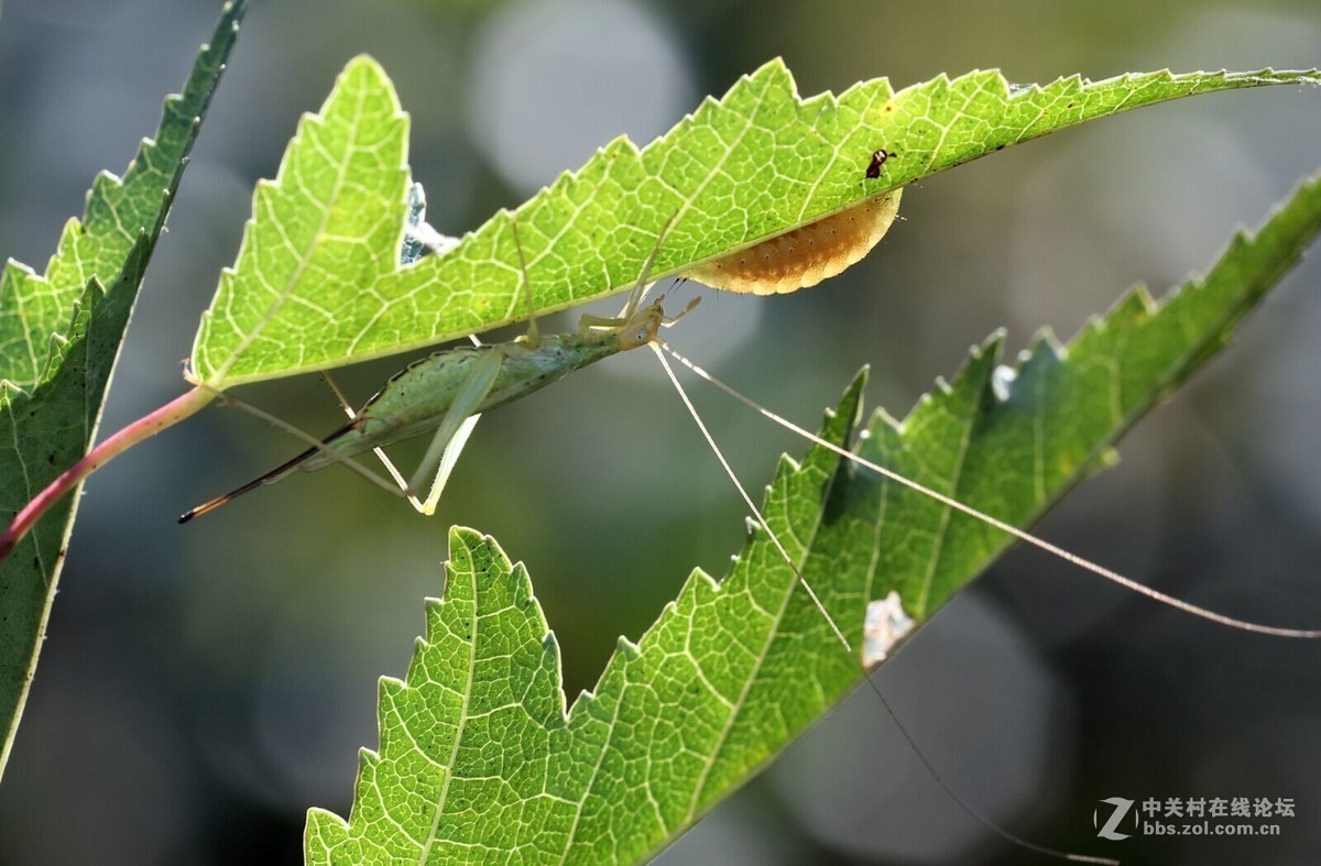 #版主坐堂# 2017年12月份微距星空(中国)优秀作品汇编