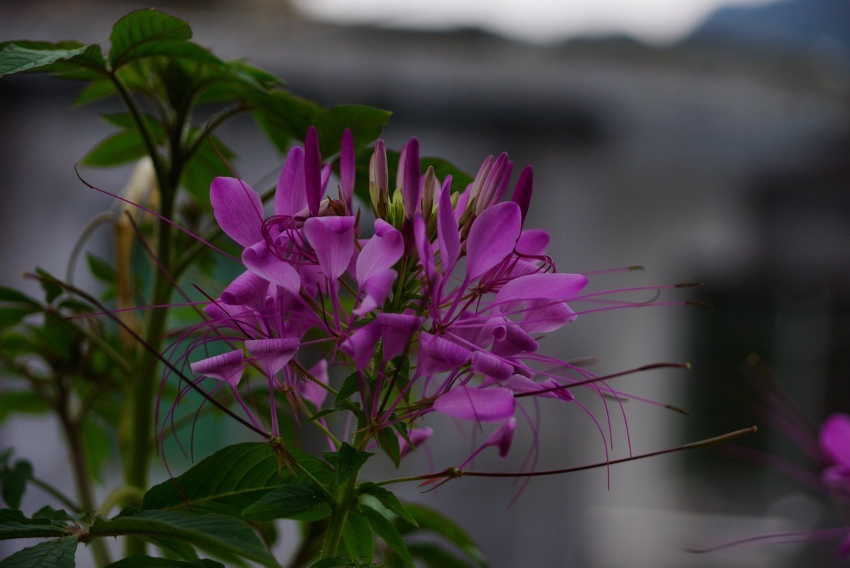 桐梓九坝路边的小花，重庆没见过这种花。