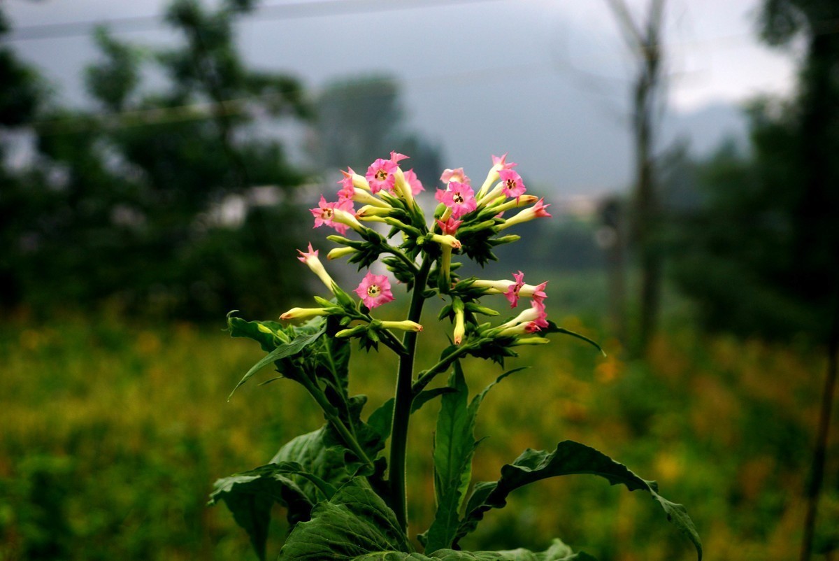桐梓九坝路边的小花，重庆没见过这种花。