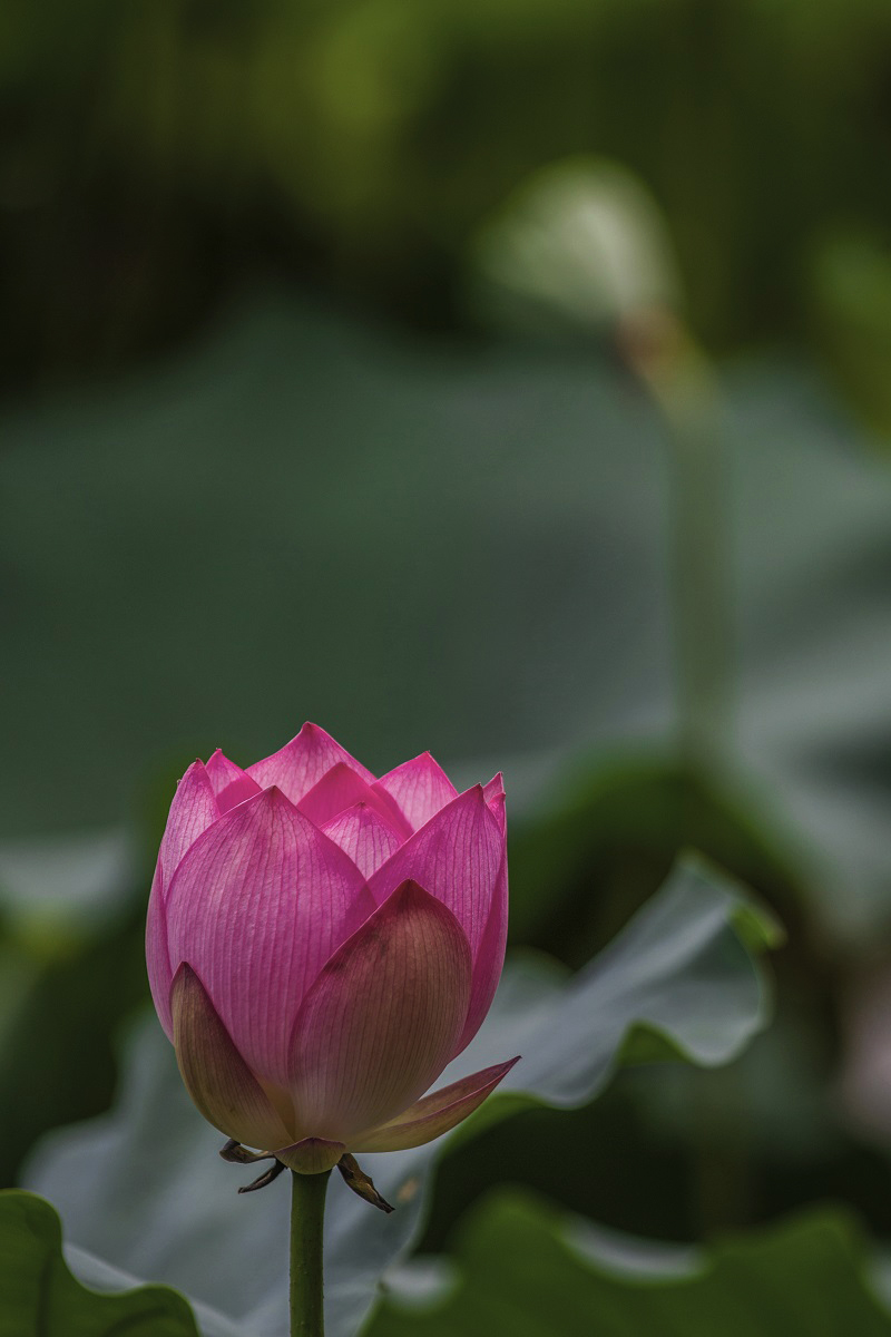 新年好