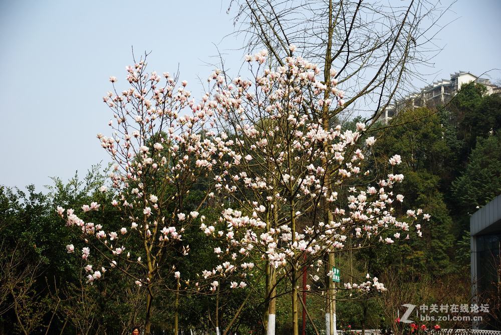 春暖花开