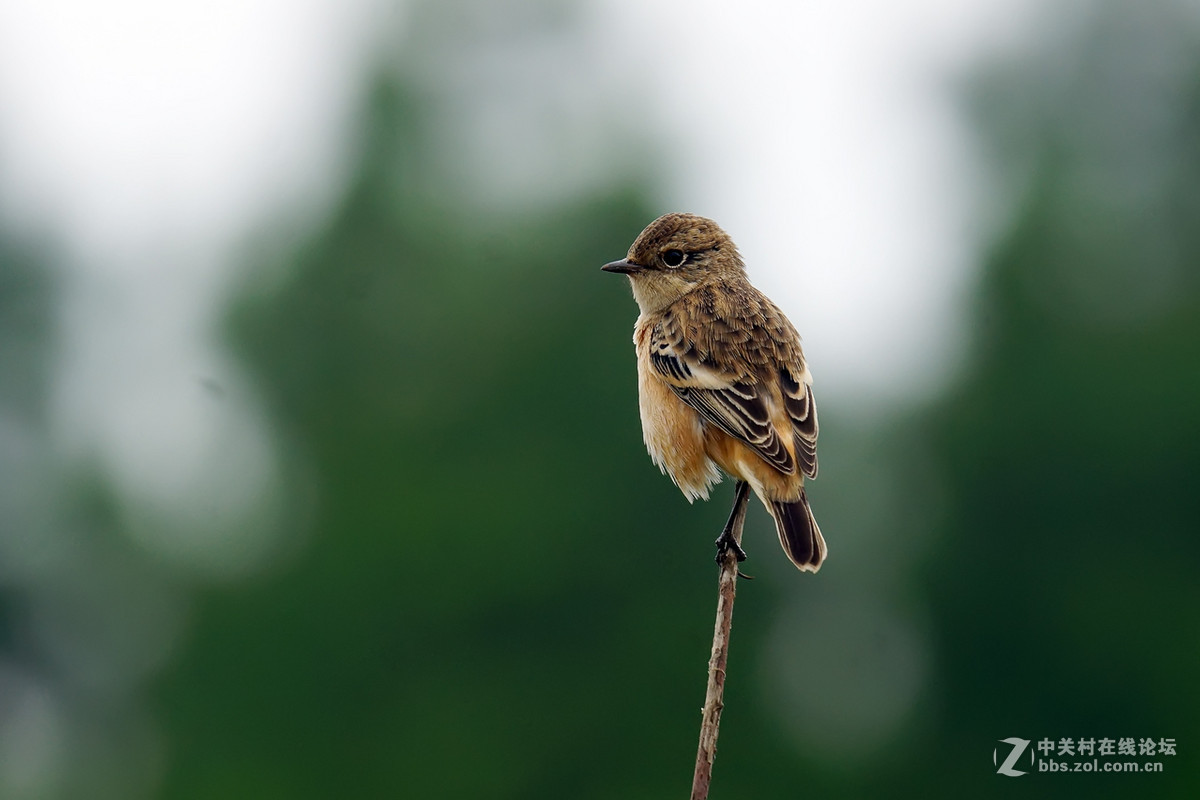 黑喉石鵖（老箱底4）