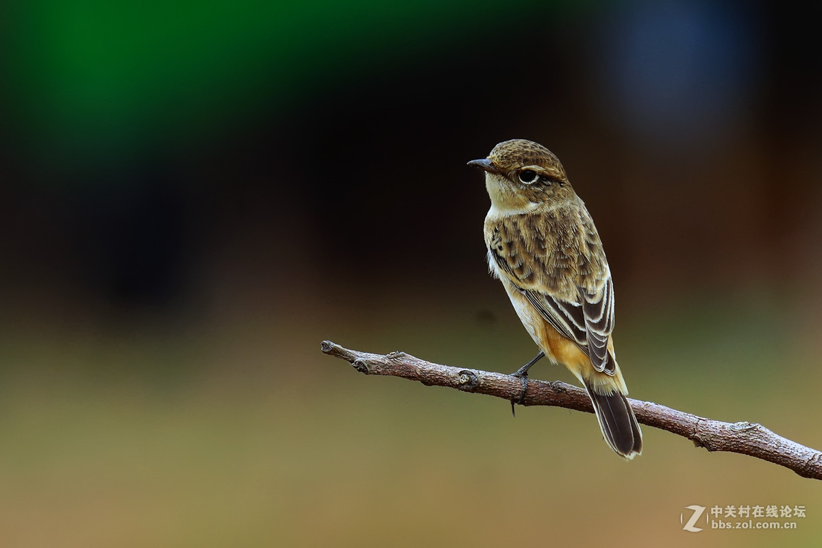 黑喉石鵖（老箱底4）