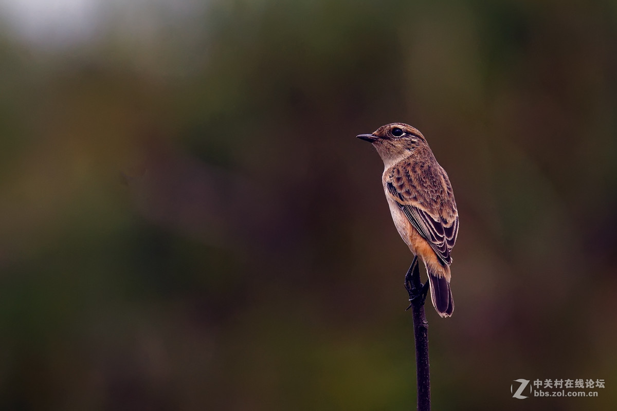 黑喉石鵖（老箱底4）