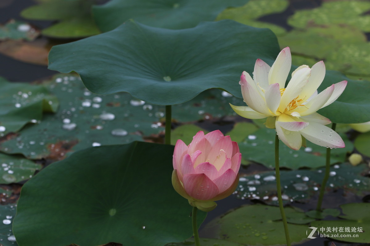 7D2配小白拍荷花