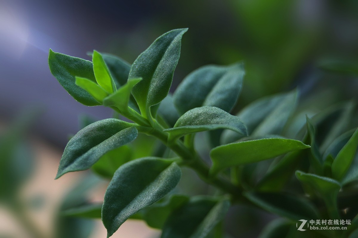 【光之子】军版徕卡SUMMILUX - R 1:1.4/50mm