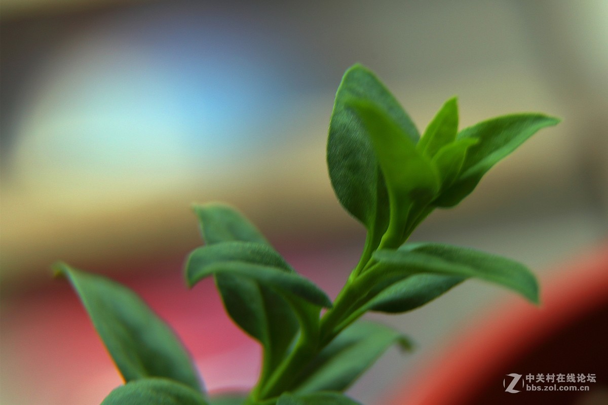 【光之子】军版徕卡SUMMILUX - R 1:1.4/50mm