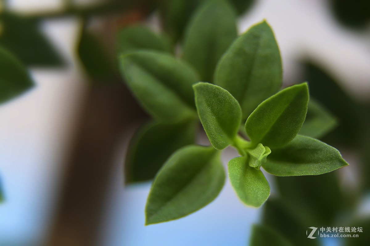 【光之子】军版徕卡SUMMILUX - R 1:1.4/50mm