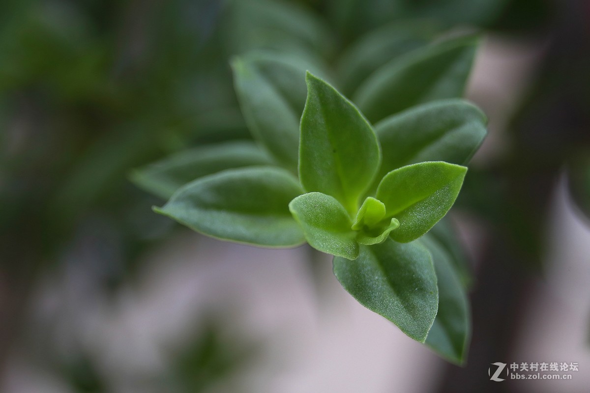 【光之子】军版徕卡SUMMILUX - R 1:1.4/50mm