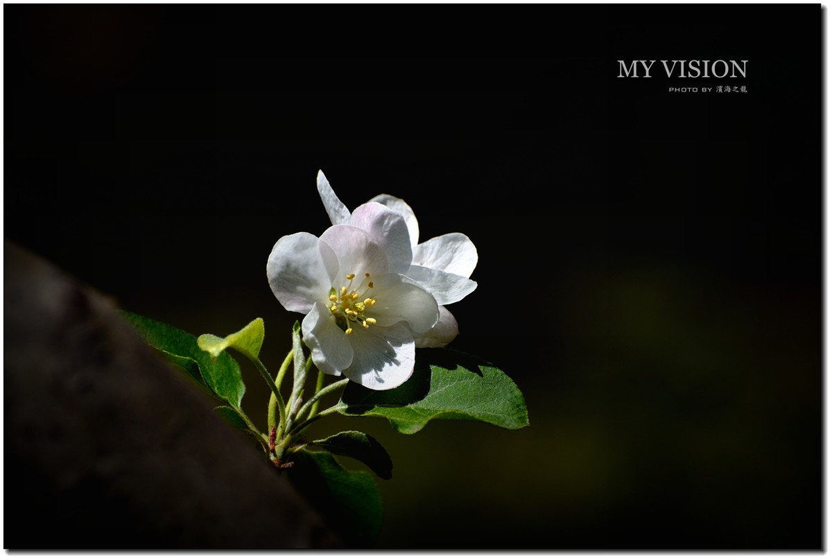 #ZOL月赛-春暖花开#【春花之光影】