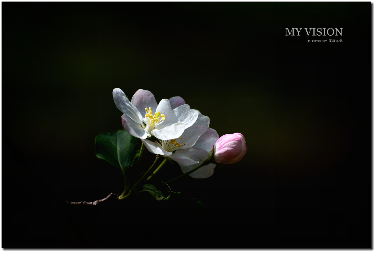 #ZOL月赛-春暖花开#【春花之光影】