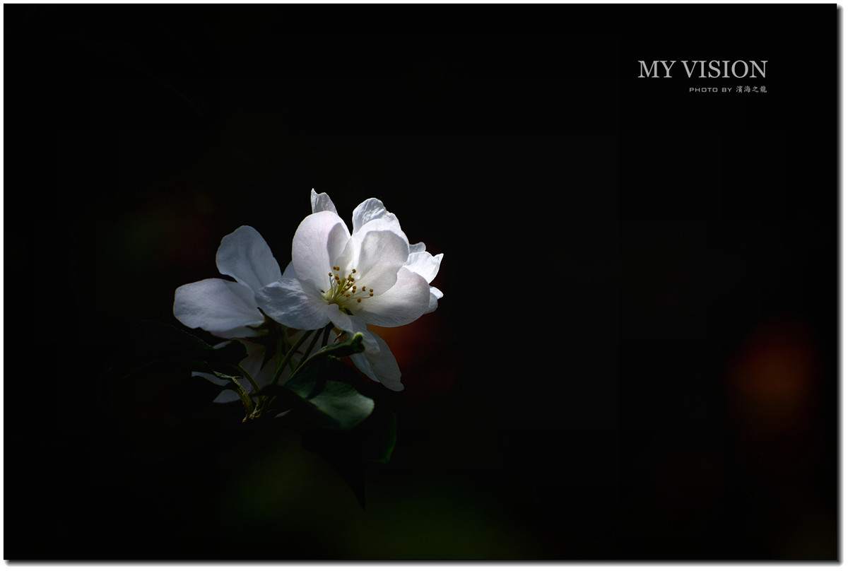 #ZOL月赛-春暖花开#【春花之光影】