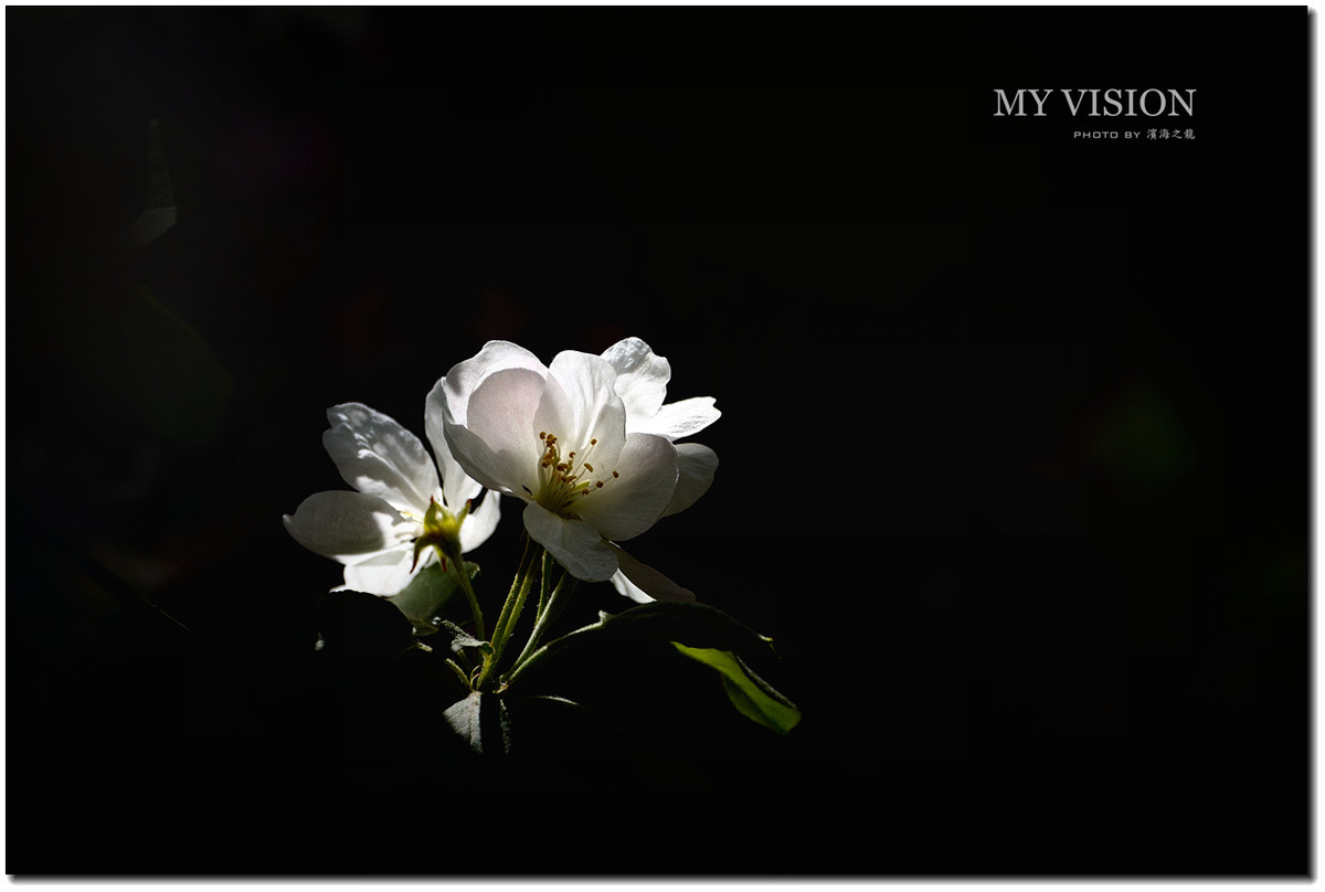 #ZOL月赛-春暖花开#【春花之光影】