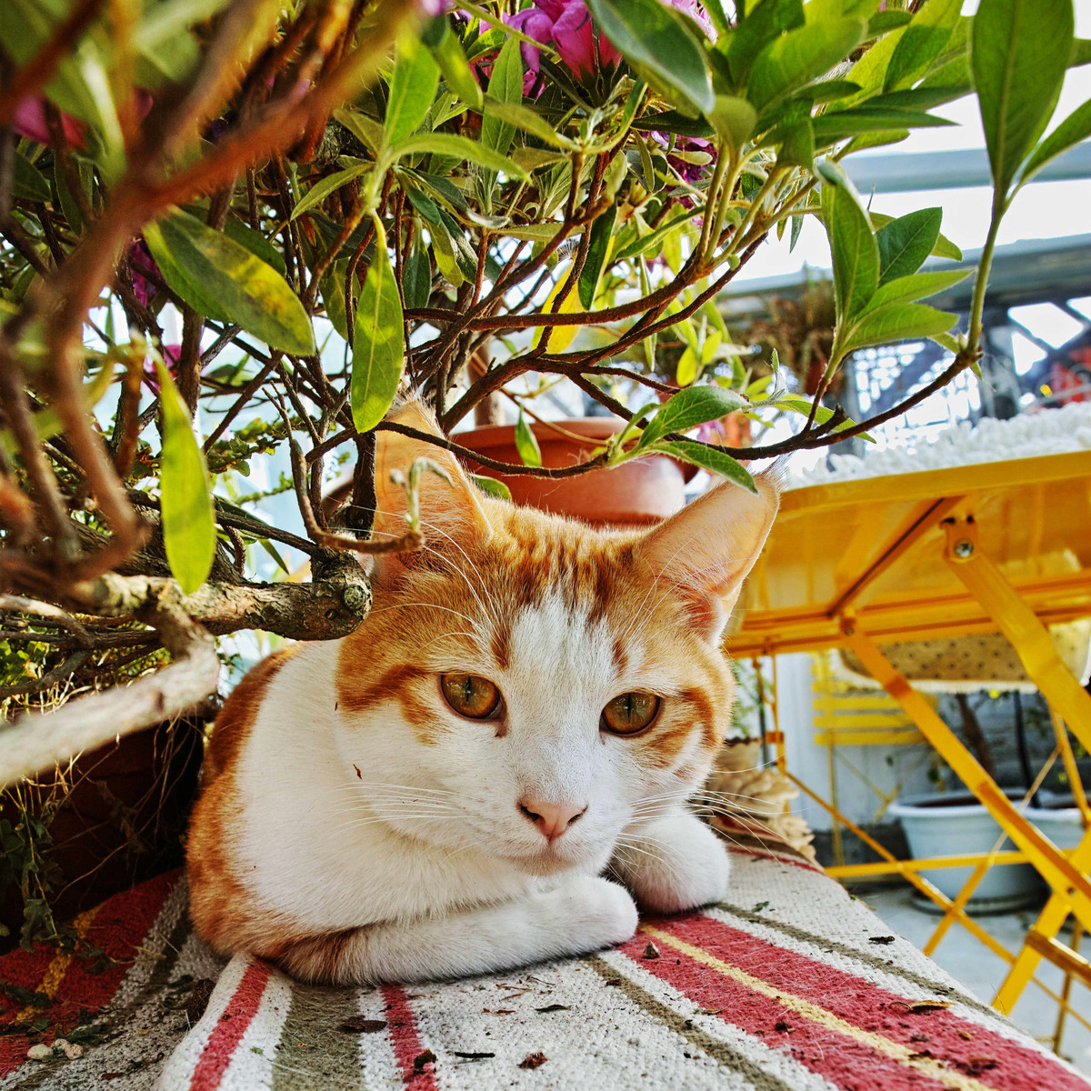 猫