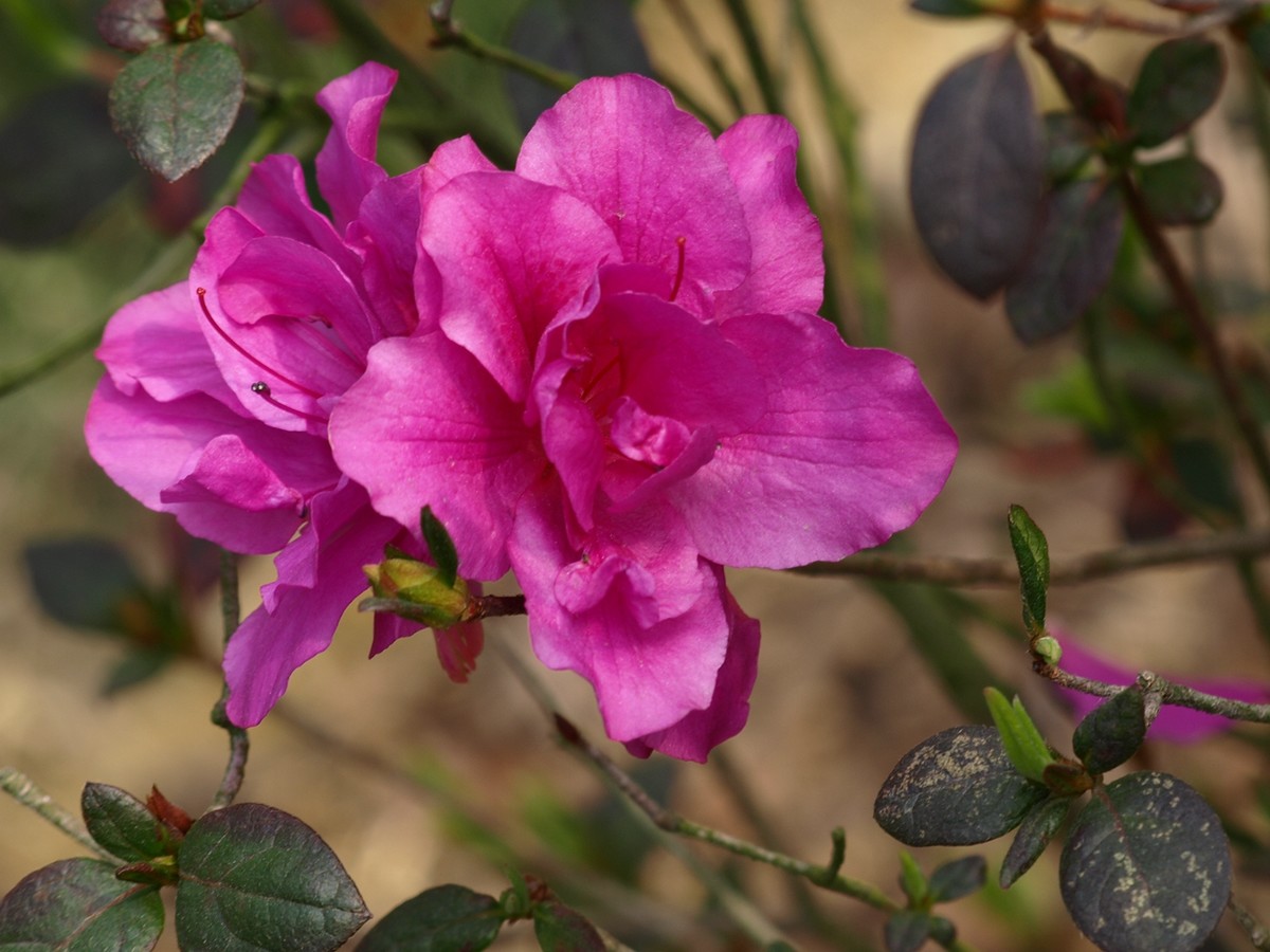 170314紫珊瑚杜鹃花