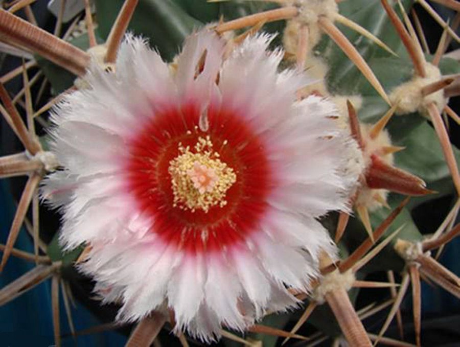 快来看：肉类植物：仙人球的花！喜欢的可下載！